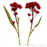 Alyssum Red Dyed