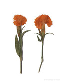 Carnation (orange dyed)