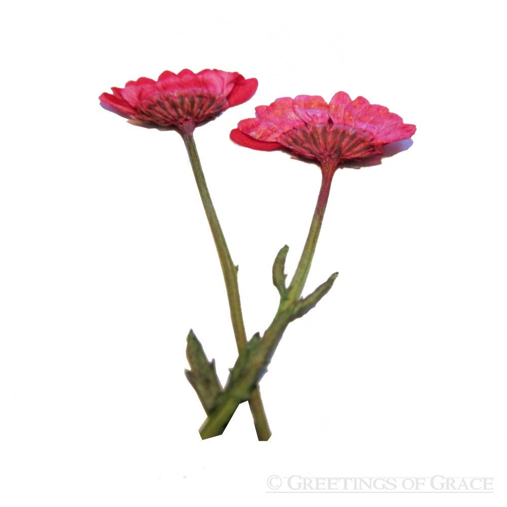 Chrysanthemum with stem (Red, Side)