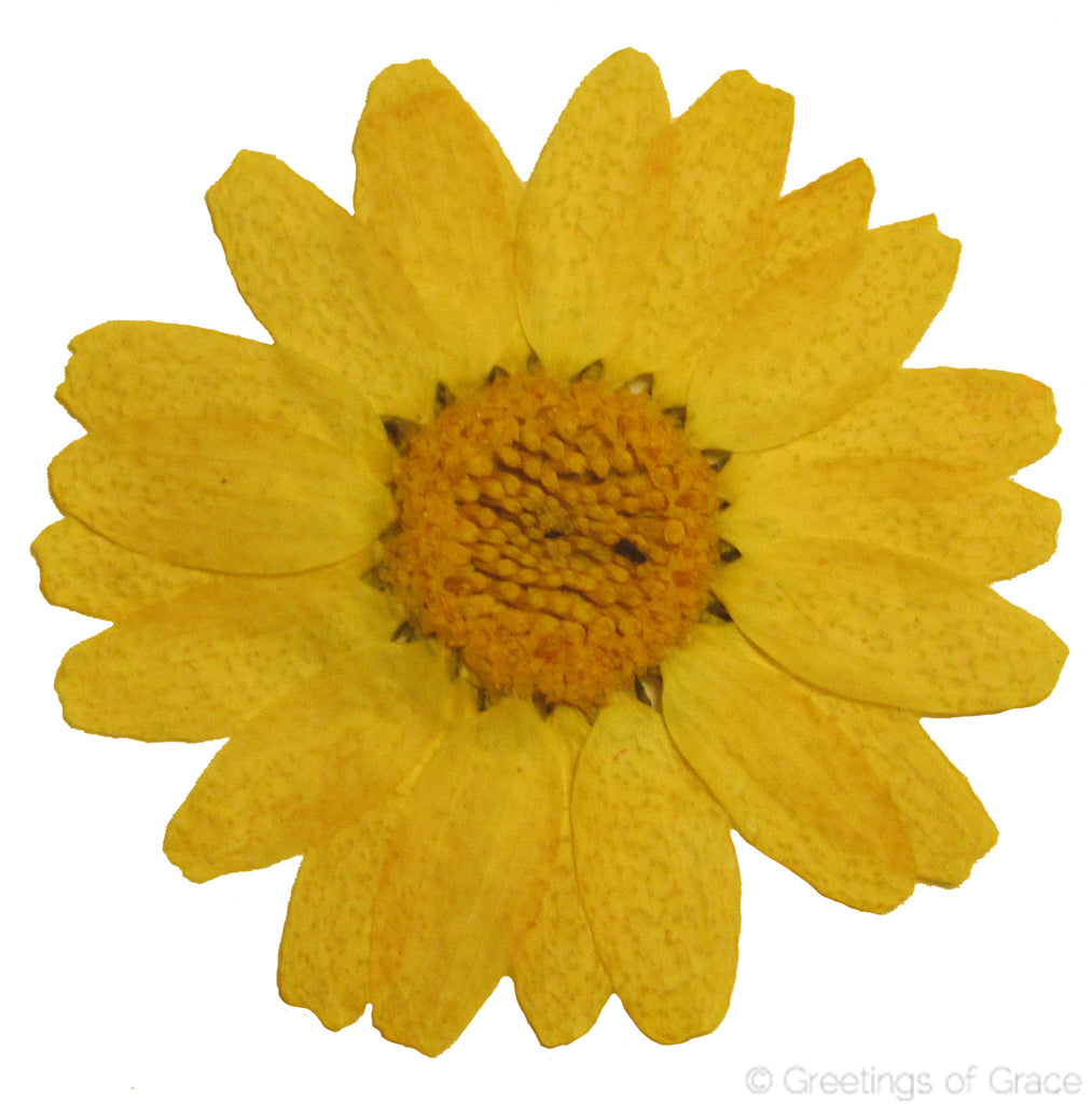 Chrysanthemum (Yellow)