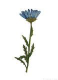 Chrysanthemum with stem (Blue, Side)