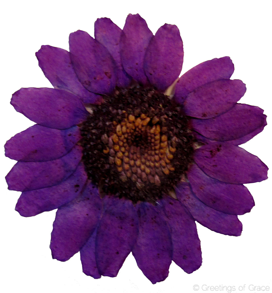 Chrysanthemum (Purple, dyed)