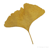 Ginkgo Leaf (Yellow dyed)