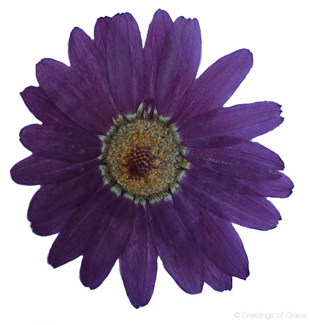 Marguerite (Purple)