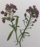Alyssum (purple)