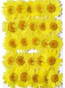 Chrysanthemum (Yellow, 25 pieces)