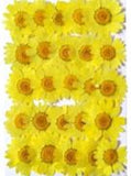 Chrysanthemum (Yellow, 25 pieces)