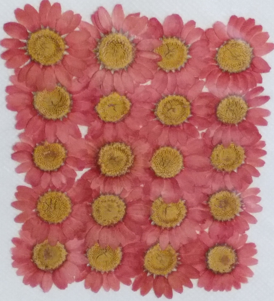 Chrysanthemum Pink Dyed