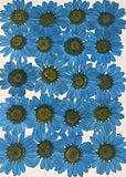 Chrysanthemum (Blue)
