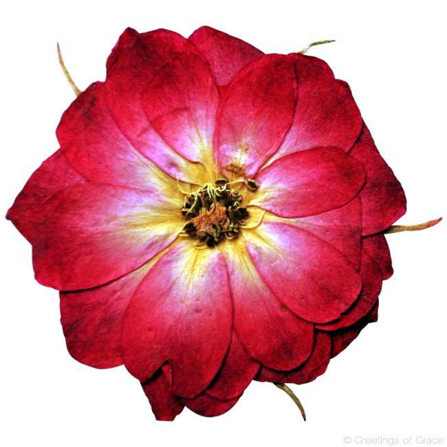Red Rose (2.5 - 3.5 cm)