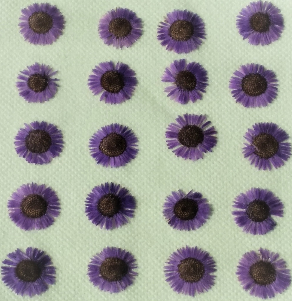 English Daisy (purple, dyed)