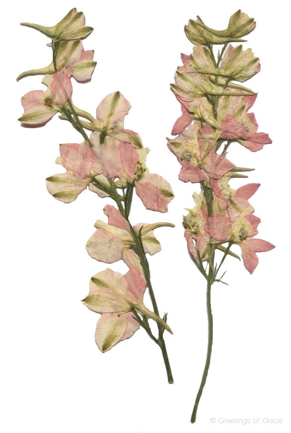 Larkspur with stem (pink)