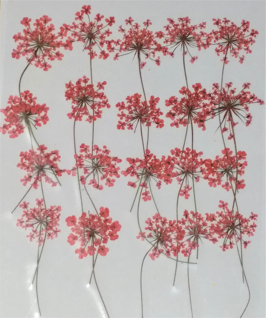 Queen Anne's Lace with stems (Red, dyed)