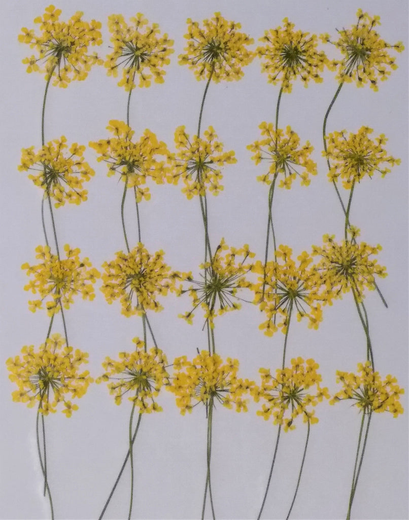 Queen Anne's Lace with stems (Yellow, dyed)
