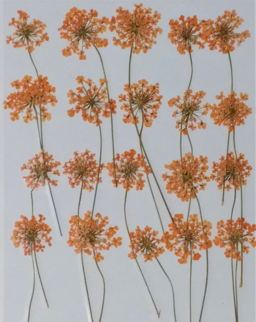 Queen Anne's Lace with stems (Orange, dyed)