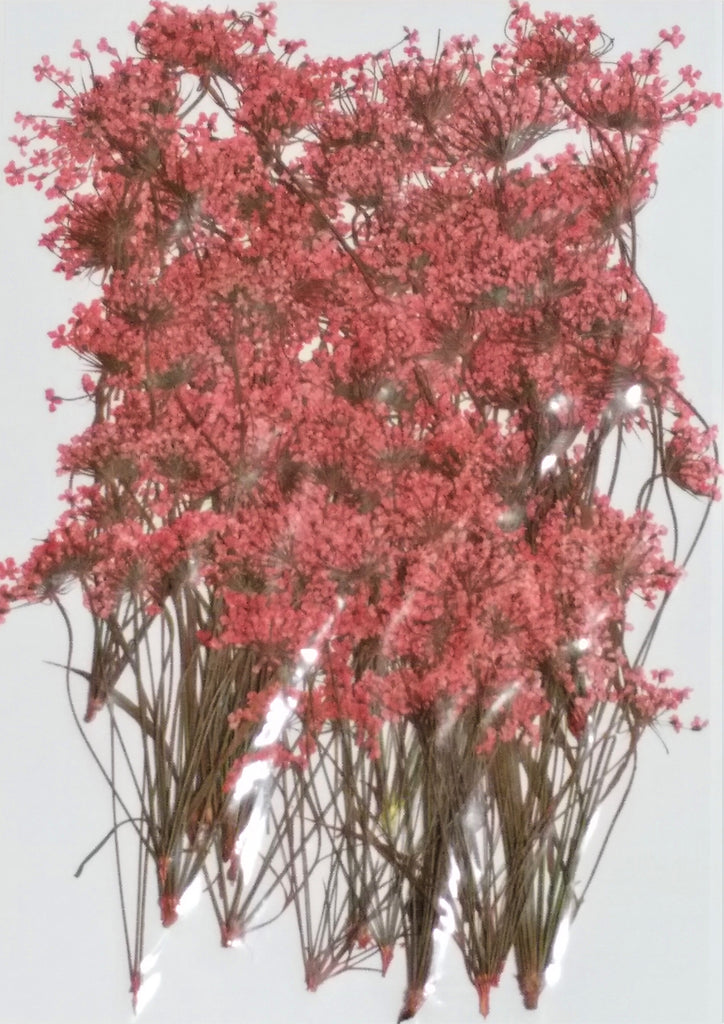 Queen Anne's Lace with multiple stems (Red, dyed)