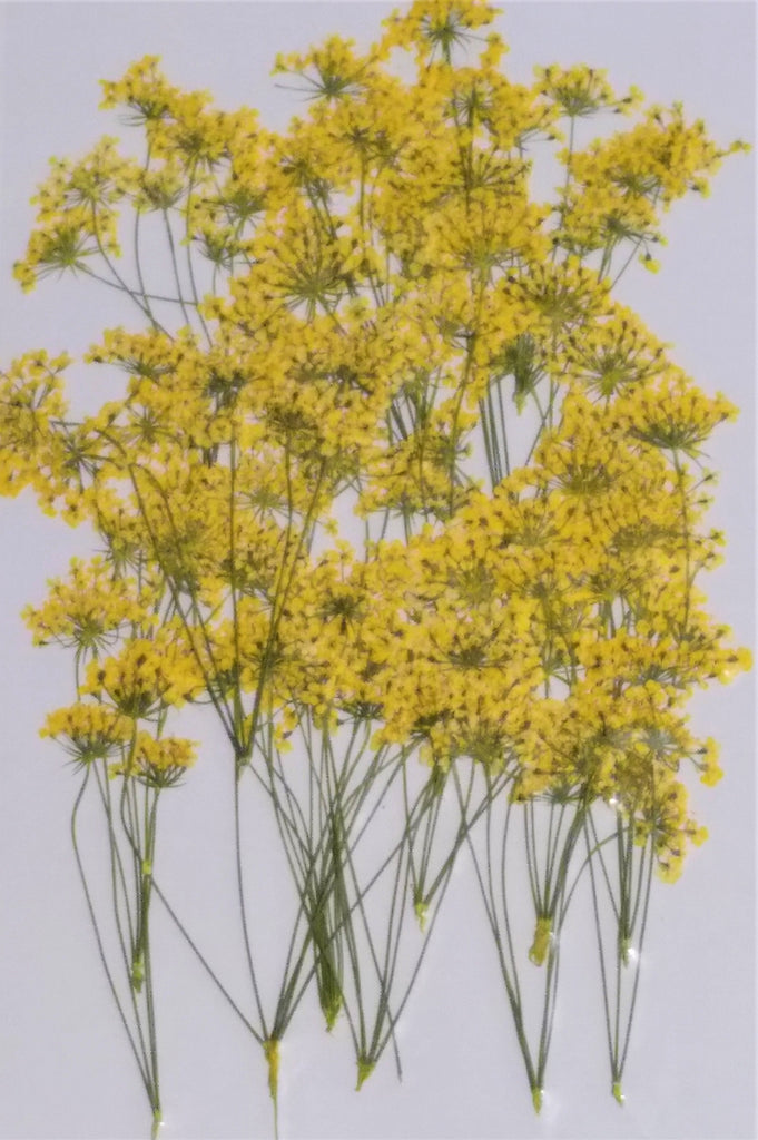 Queen Anne's Lace with multiple stems (Yellow, dyed)