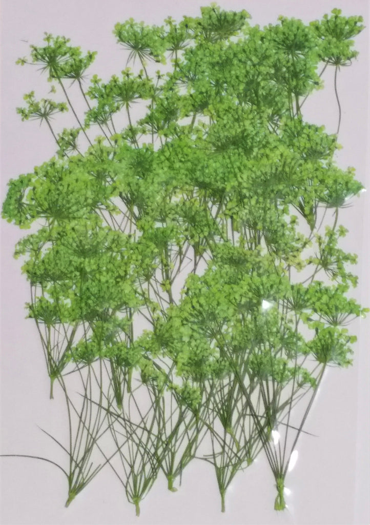 Queen Anne's Lace with stems (Apple-Green, dyed)