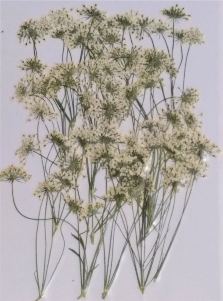 Queen Anne's Lace with multiple stems (White, natural)
