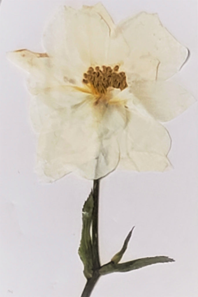 White Rose With Stems (natural)