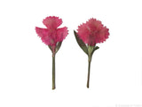 Carnation (pink)
