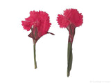Carnation (red dyed)