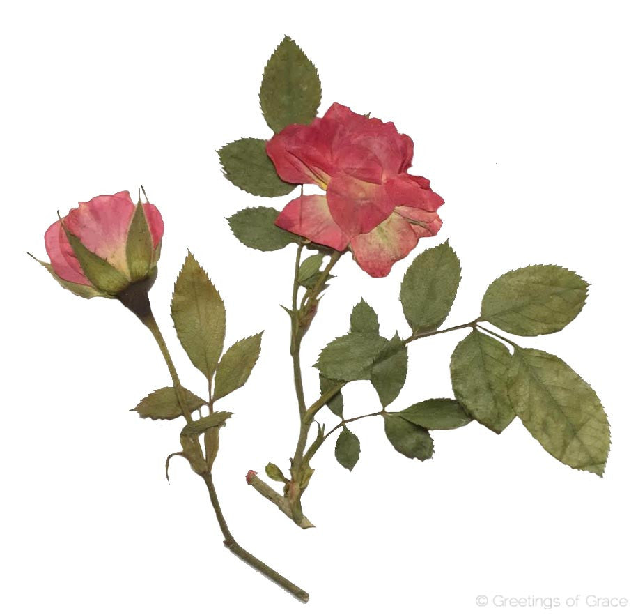 Rose with Stem (Pink)