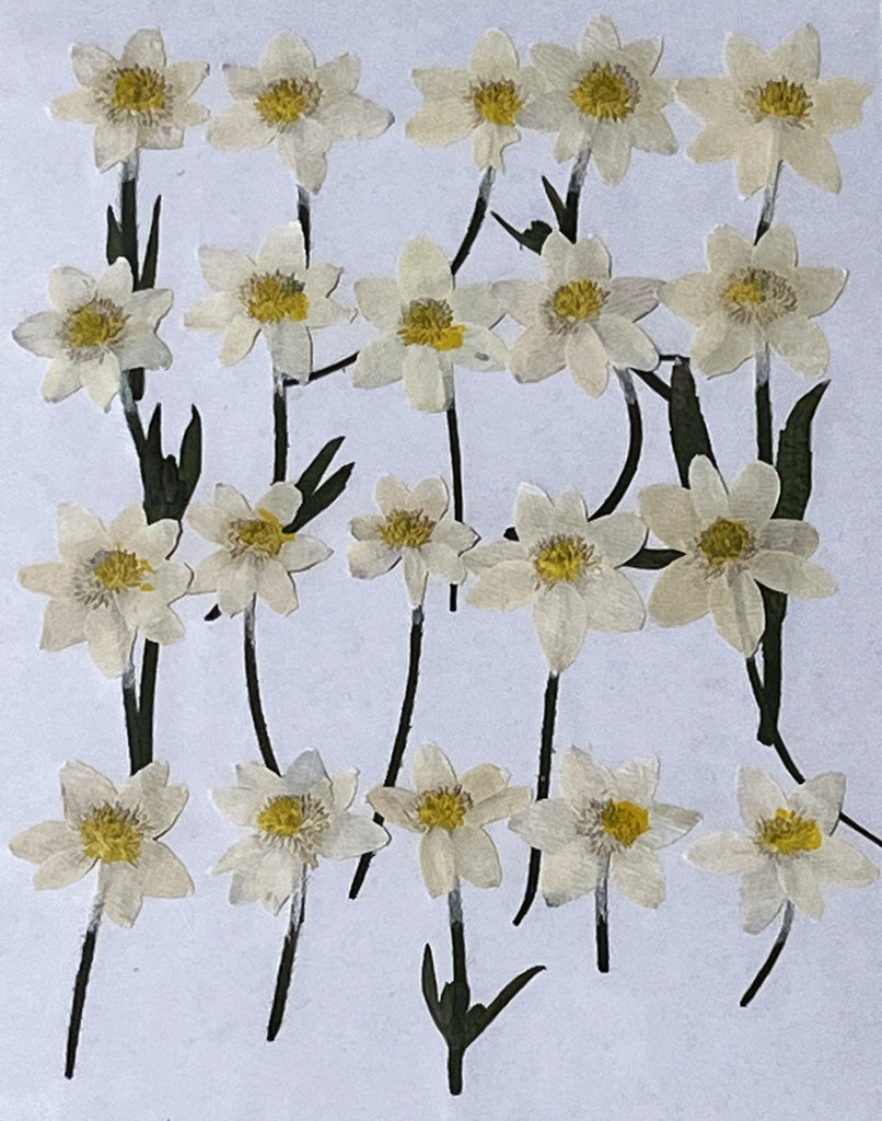 Anemone Narcissiflora (white, dyed)