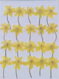 Annunciation Flowers with Stems (yellow, dyed)