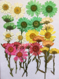 Assorted Chrysanthemum