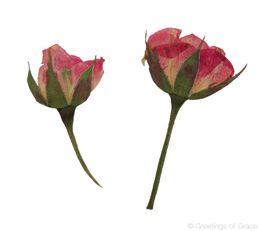 Rose bud with stem (pink)