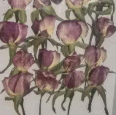 Bi-Color Roses (side)