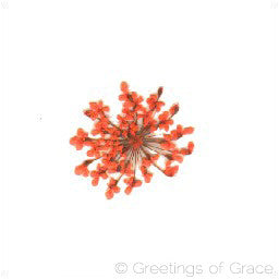 Queen Anne's Lace (Orange)