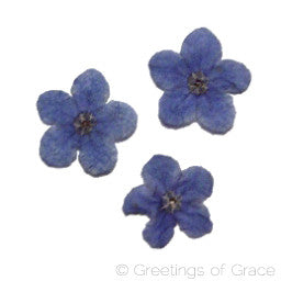Forget Me Not Flower (dyed)