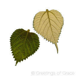 Ningma leaf