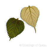 Ningma leaf
