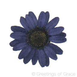 Chrysanthemum (Dark Blue)