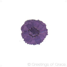 Achillea (purple dyed)