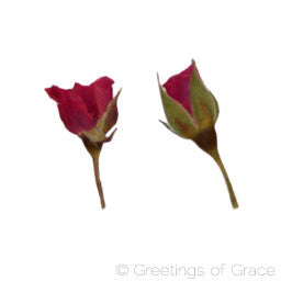 Rose bud with stem (red)
