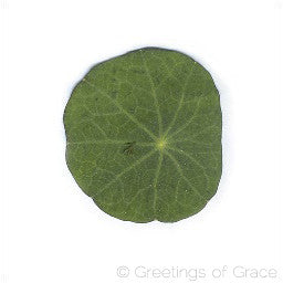 Tropaeolum leaf