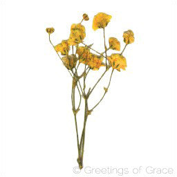 Baby Breath (Yellow) – Greetings of Grace