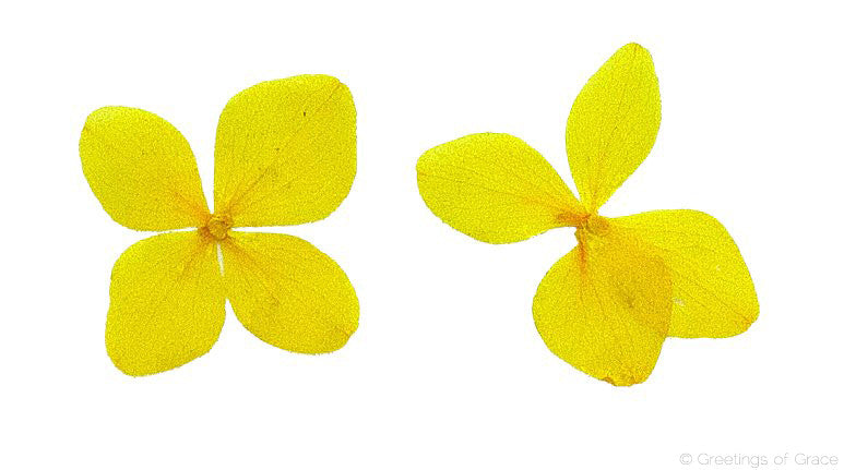 Hydrangea Yellow