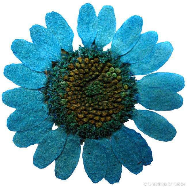 Chrysanthemum  (Light Blue)