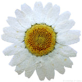 Chrysanthemum (white)