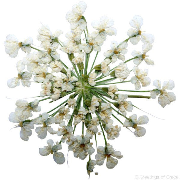 Queen Anne's Lace (natural white)