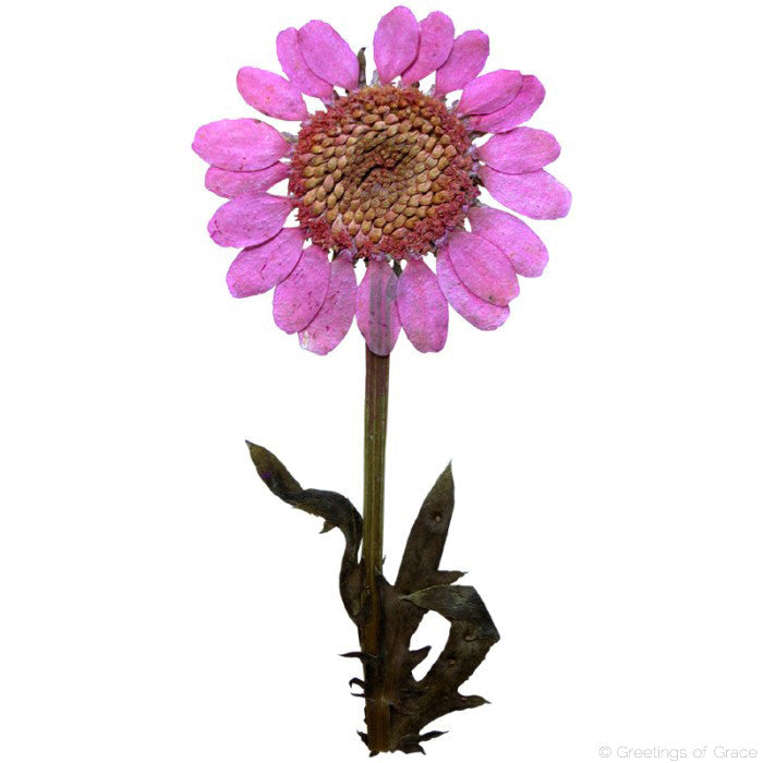 Chrysanthemum with stem (hot pink)