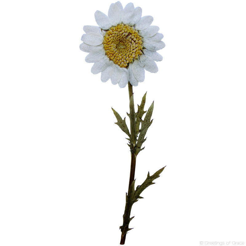 Chrysanthemum with stem (natural white)