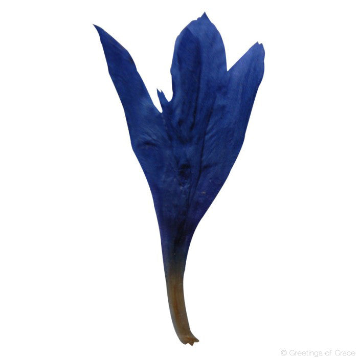 Cornflower pieces (blue)