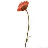 Chrysanthemum (Copper Red, side)