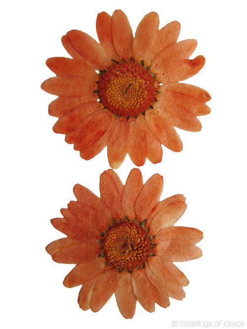 Chrysanthemum Orange Dyed